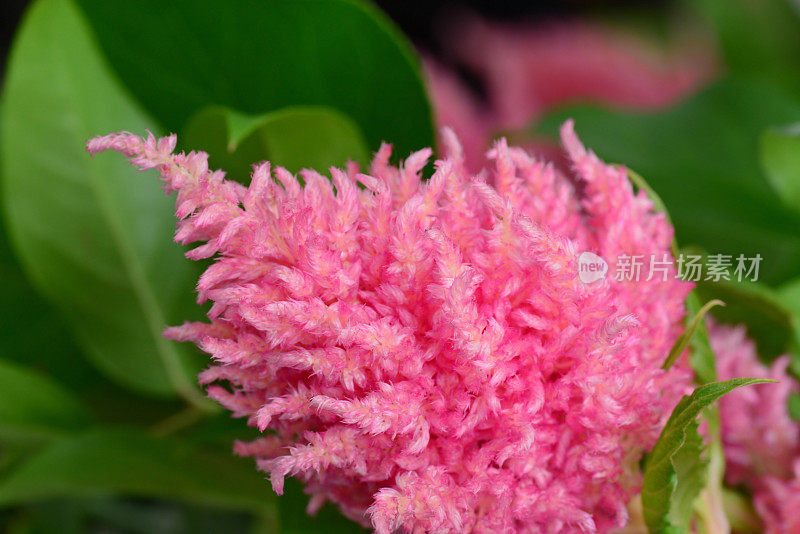 粉色Celosia plumosa